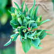 Load image into Gallery viewer, FARM FRESH TULIPS - DOUBLE BUNCH (20 STEMS)