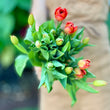 Load image into Gallery viewer, FARM FRESH TULIPS - DOUBLE BUNCH (20 STEMS)