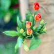 Load image into Gallery viewer, FARM FRESH TULIPS - SINGLE BUNCH (10 STEMS)