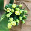 Load image into Gallery viewer, FARM FRESH TULIPS - DOUBLE BUNCH (20 STEMS)