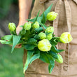 Load image into Gallery viewer, FARM FRESH TULIPS - SINGLE BUNCH (10 STEMS)