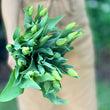 Load image into Gallery viewer, FARM FRESH TULIPS - DOUBLE BUNCH (20 STEMS)