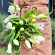 Load image into Gallery viewer, FARMGATE ORIENTAL LOTUS LILY (DOUBLE FLOWERED) LILIES / LILIUM - DOUBLE BUNCH (6 STEMS)