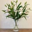 Load image into Gallery viewer, FARMGATE ORIENTAL LOTUS LILY (DOUBLE FLOWERED) LILIES / LILIUM - DOUBLE BUNCH (6 STEMS)