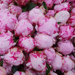 Load image into Gallery viewer, FARM FRESH PEONY ROSES - DOUBLE BUNCH (12 STEMS)