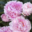 Load image into Gallery viewer, FARM FRESH PEONY ROSES - DOUBLE BUNCH (12 STEMS)