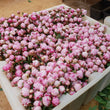 Load image into Gallery viewer, FARM FRESH PEONY ROSES - DOUBLE BUNCH (12 STEMS)