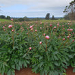 Load image into Gallery viewer, FARM FRESH PEONY ROSES - DOUBLE BUNCH (12 STEMS)