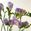 Load image into Gallery viewer, FARMGATE FLOWERS DIRECT BRISBANE FLOWERS NEAR ME BRISBANE FREESIA FREESIAS MAUVE