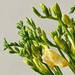 Load image into Gallery viewer, FARMGATE FLOWERS DIRECT BRISBANE FLOWERS NEAR ME BRISBANE FREESIA FREESIAS YELLOW
