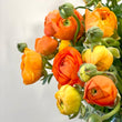Load image into Gallery viewer, FARMGATE FLOWERS DIRECT ORANCE RANUNCULUS