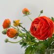Load image into Gallery viewer, FARMGATE FLOWERS DIRECT ORANGE RANUNCULUS