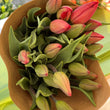 Load image into Gallery viewer, FARM FRESH TULIPS - DOUBLE BUNCH (20 STEMS)