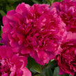 Load image into Gallery viewer, FARM FRESH PEONY ROSES - SINGLE BUNCH (6 STEMS)