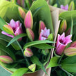 Load image into Gallery viewer, FARMGATE ORIENTAL LILY ( LILIES / LILIUM ) - SINGLE BUNCH (3 STEMS)