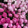 Load image into Gallery viewer, FARM FRESH PEONY ROSES - TRIPLE BUNCH (18 STEMS)