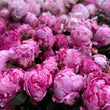 Load image into Gallery viewer, FARM FRESH PEONY ROSES - SINGLE BUNCH (6 STEMS)