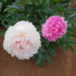 Load image into Gallery viewer, FARM FRESH PEONY ROSES - SINGLE BUNCH (6 STEMS)