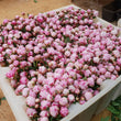 Load image into Gallery viewer, FARM FRESH PEONY ROSES - TRIPLE BUNCH (18 STEMS)