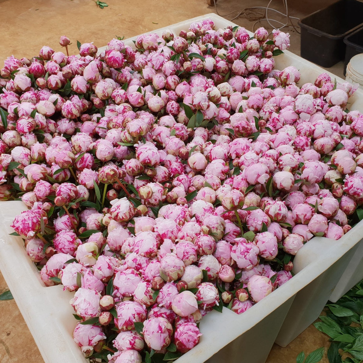 FARM FRESH PEONY ROSES SINGLE BUNCH (5 STEMS) Farmgate Flowers Direct