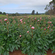 Load image into Gallery viewer, FARM FRESH PEONY ROSES - SINGLE BUNCH (6 STEMS)