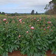 Load image into Gallery viewer, FARM FRESH PEONY ROSES - TRIPLE BUNCH (18 STEMS)