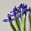 Load image into Gallery viewer, FARM FRESH DUTCH IRIS - DOUBLE BUNCH