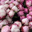 Load image into Gallery viewer, FARM FRESH PEONY ROSES - DOUBLE BUNCH (12 STEMS)