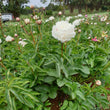 Load image into Gallery viewer, FARM FRESH PEONY ROSES - SINGLE BUNCH (6 STEMS)
