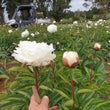 Load image into Gallery viewer, FARM FRESH PEONY ROSES - SINGLE BUNCH (6 STEMS)