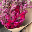 Load image into Gallery viewer, FARMGATE SNAPDRAGONS - MARKET BUNCH