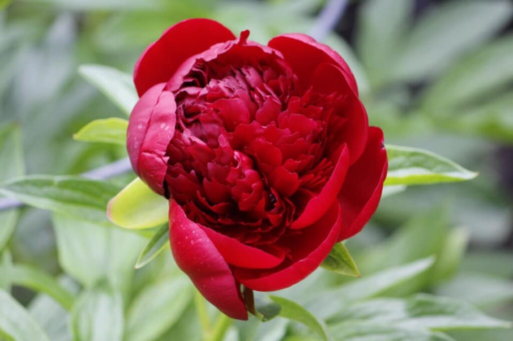 CARING FOR YOUR PEONY ROSES – Farmgate Flowers Direct