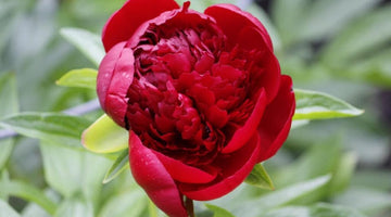 CARING FOR YOUR PEONY ROSES