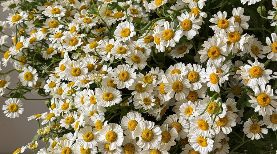 CARING FOR YOUR DAISIES