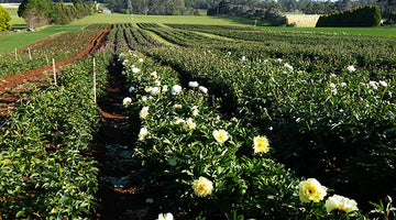 Peonies from the Paddock - The incredible story of Gateforth Farm