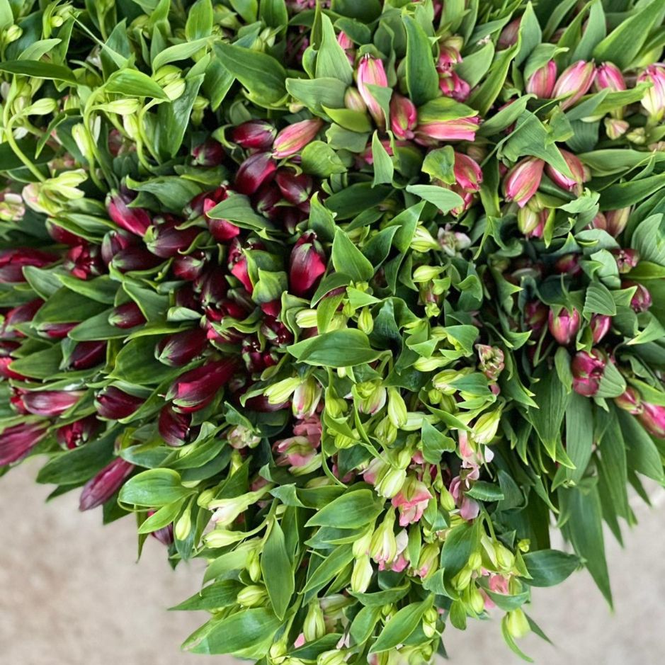 ALSTROEMERIA Farmgate Flowers Direct