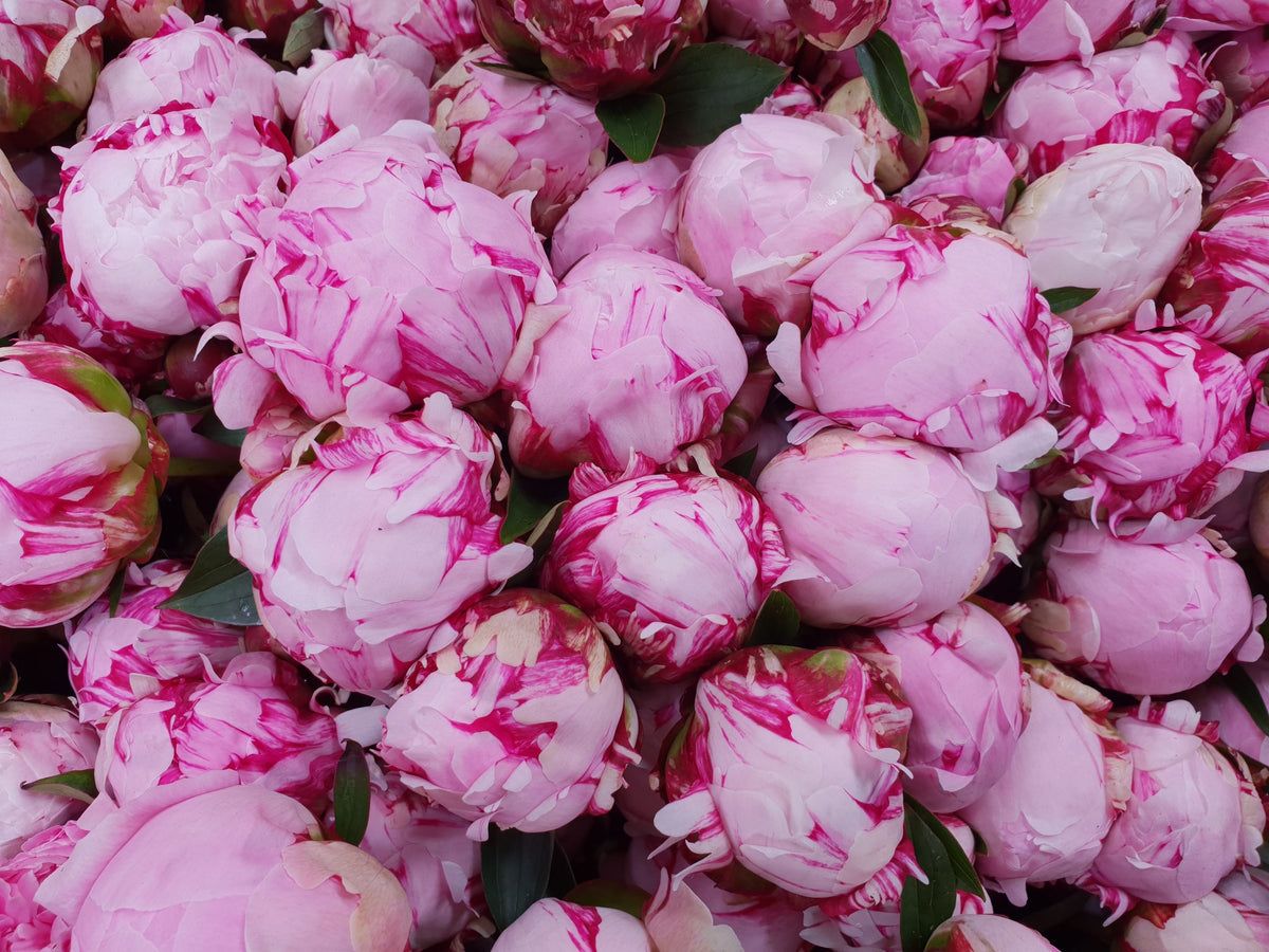 PEONY ROSE (IN SEASON: LATE OCTOBER) – Farmgate Flowers Direct
