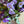 Load image into Gallery viewer, Freesias (40 stems) + Vase

