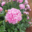 Load image into Gallery viewer, FARM FRESH PEONY ROSES - SINGLE BUNCH (5 STEMS)
