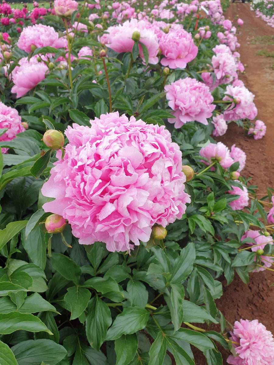 FARM FRESH PEONY ROSES - SINGLE BUNCH (5 STEMS)
