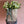 Load image into Gallery viewer, Freesias (40 stems) + Vase
