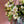 Load image into Gallery viewer, Freesias (40 stems) + Vase
