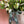 Load image into Gallery viewer, Freesias (40 stems) + Vase
