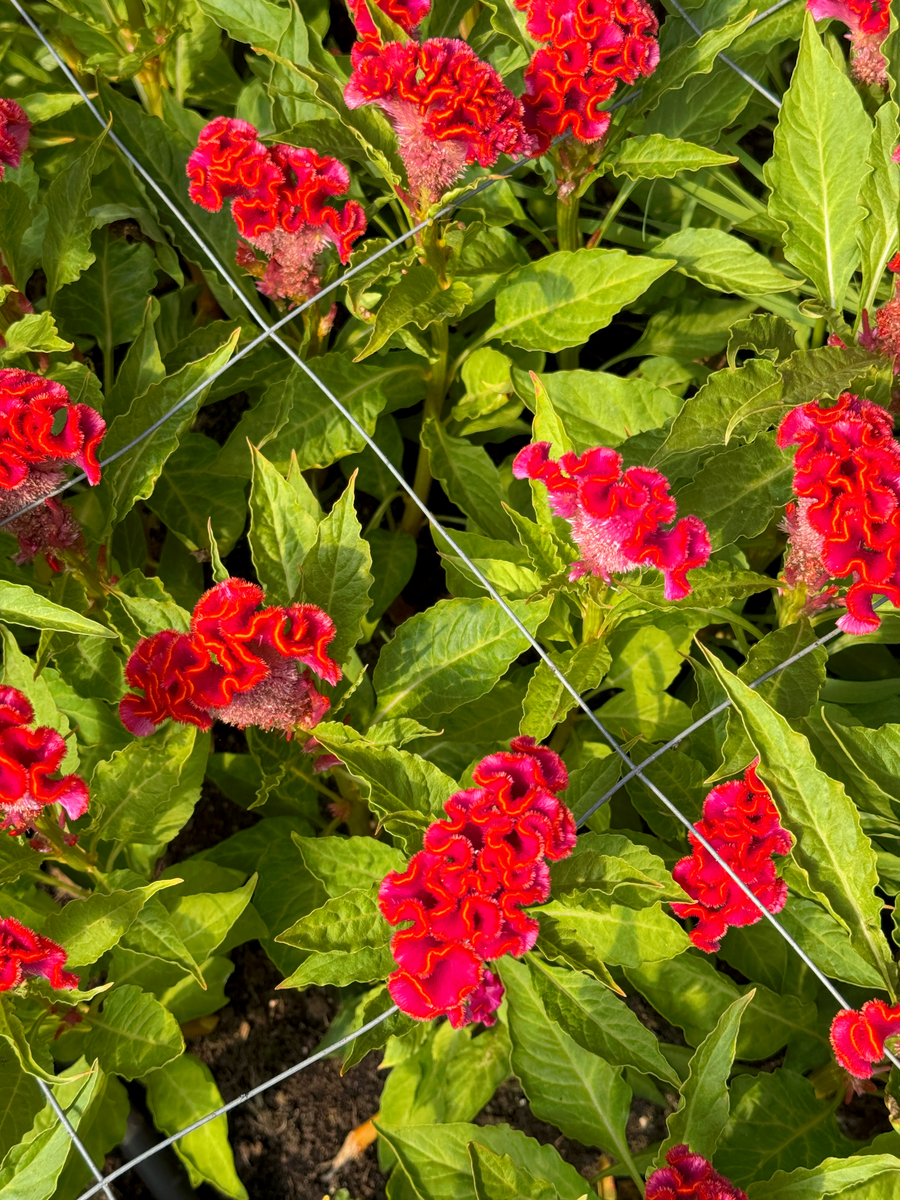 FARMGATE CELOSIA - MARKET BUNCH