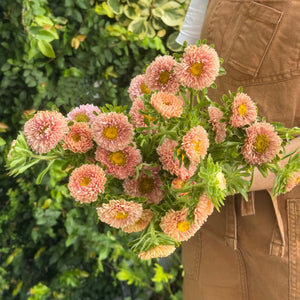 ASTERS APRICOT