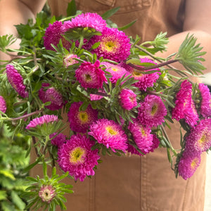 ASTERS DARK PINK