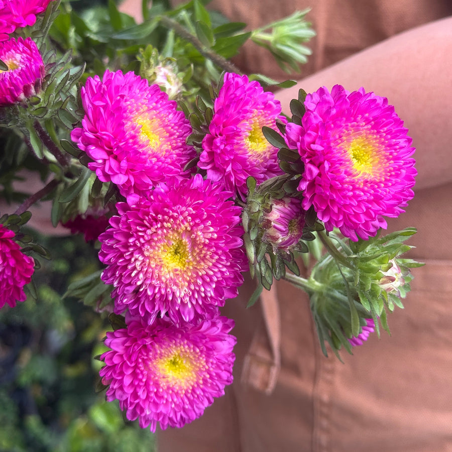 ASTERS DARK PINK