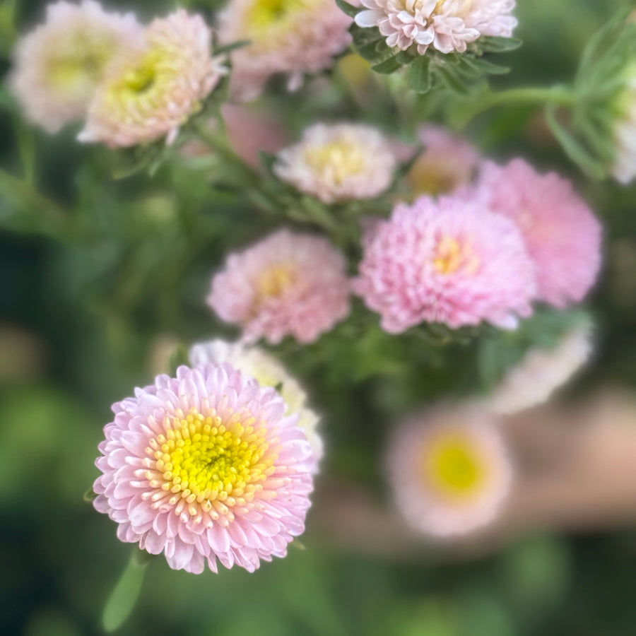 ASTERS PALE PINK