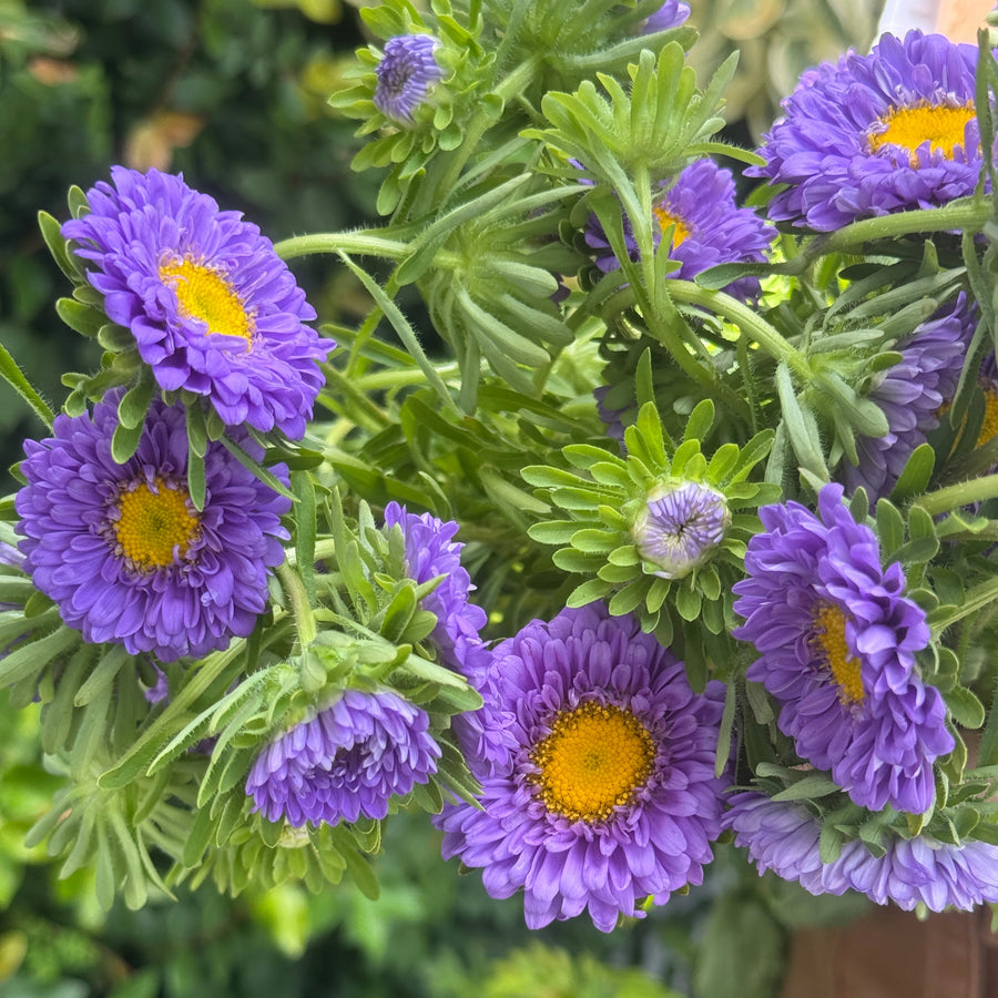 ASTERS PURPLE