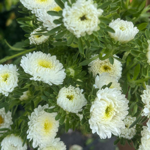 ASTERS WHITE 